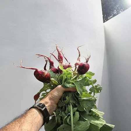 O Moinho 98 - A Cozy Getaway By The Coast 公寓 劳林哈